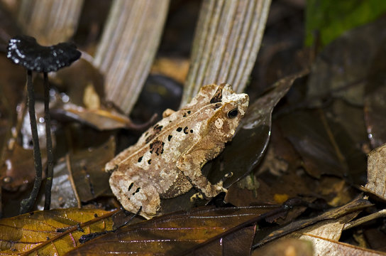 Cryptically patterned frog on rainforest leaf litter, Atta Rainforest Lodge, Guyana