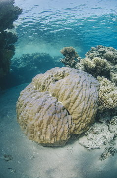 Mountain coral (porites lutea), Ras Mohammed National Park, Sharm El Sheikh, Red Sea, Egypt