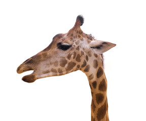 close up of head giraffe isolate on white background