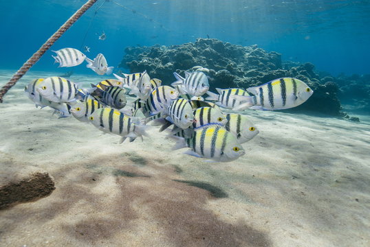 Small school of sergeant major fish (Abudefduf vaigiensis) in shallow sandy bay, Naama Bay, Sharm El Sheikh, Red Sea, Egypt