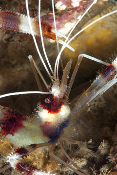 Cleaner shrimp (Stenopus hispidus), Sulawesi, Indonesia