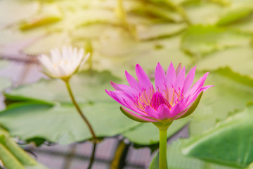 Fototapeta premium Pink lotus blossoms or water lily flowers in pond