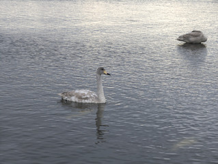 北海道ヌッキベツ川の白鳥