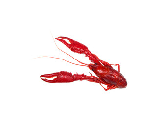 Boiled crawfish isolated on white