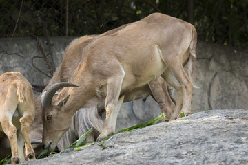 Image of a mountain goats standing on a rock and eating grass. W