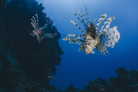 Common lionfish (Pterois miles), front view, Naama Bay, Ras Mohammed National Park, Sharm El Sheikh, Red Sea, Egypt