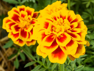 Marigold flowers close up