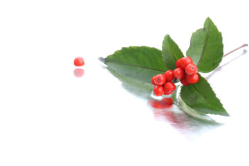 Japanese sarcandra glabra on water background