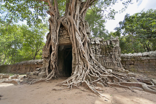 Ta Som, giant roots overgrowing on the gopura (entrance gate), Angkor, Siem Reap, Cambodia 