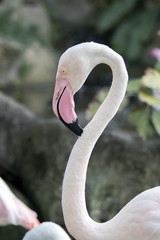 Image of a flamingo on nature background. Wild Animals.