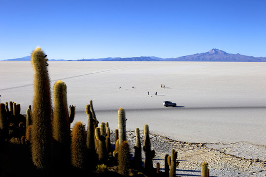 Cacti on Isla de los Pescadores, Volcan Tunupa and the salt flats, Salar de Uyuni, Southwest Highlands, Bolivia