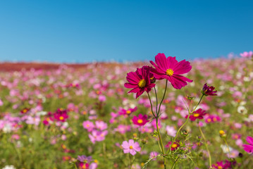 Cosmos in autumn at Japan