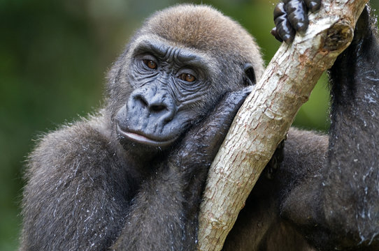 Rehabilitated orphaned western lowland gorilla (Gorilla gorilla gorilla) released back into natural habitat, Parc de la Lekedi, Haut-Ogooue, Gabon