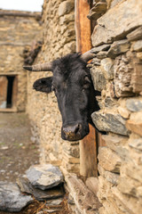 Fototapeta premium Black cow looks out from the old barn in Himalaya village in Nep
