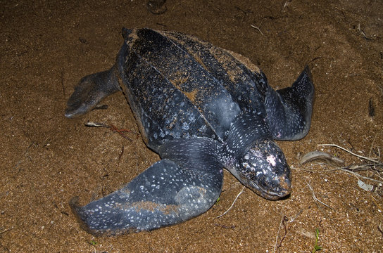 Leatherback turtle (Dermochelys coriacea) at nest site, Shell Beach, Guyana