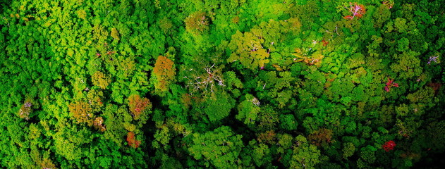Obraz premium Aerial view of forest