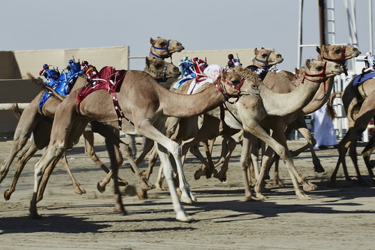Camel racing at Al Shahaniya race track, 20km outside Doha, Qatar