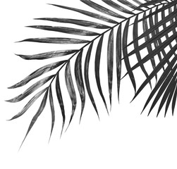 Naklejka premium black leaves of palm tree on white background