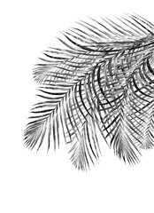 black leaves of palm tree on white background