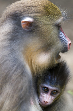 Female mandrill suckling offspring (Mandrill sphinx), Parc de la Lekedi, Haut-Ogooue, Gabon