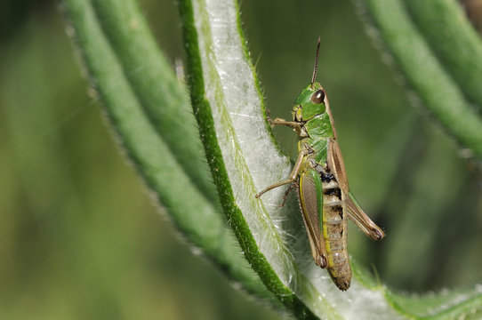 Female meadow grasshopper (Chorthippus parallelus), Wiltshire