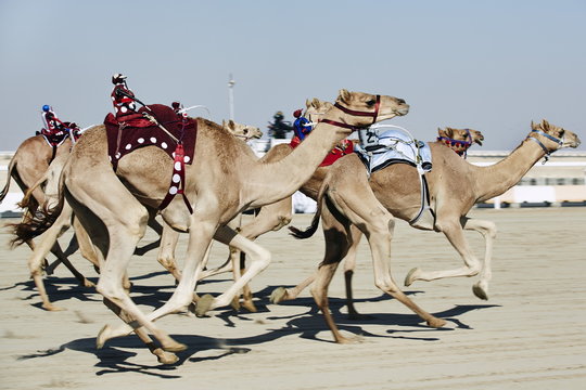 Camel racing at Al Shahaniya race track, 20km outside Doha, Qatar