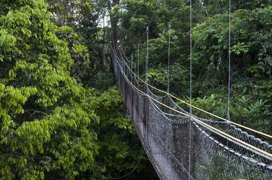 Canopy walkway at Atta Rainforest Lodge near Iwokrama, Guyana