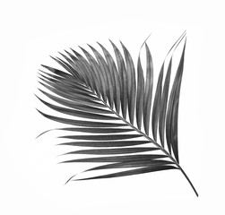 black leaf of palm tree isolated on white background