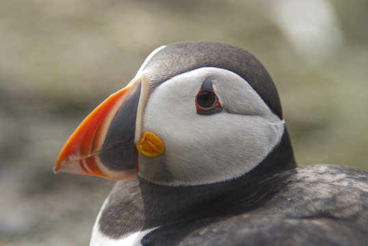 Atlantic Puffin (Fratercula arctica), Lunga, Inner Hebrides, Scotland