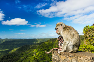 Naklejka premium Monkeys at the Gorges viewpoint. Mauritius.