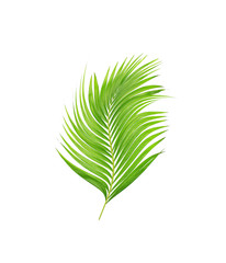 green leaves of palm tree isolated on white background