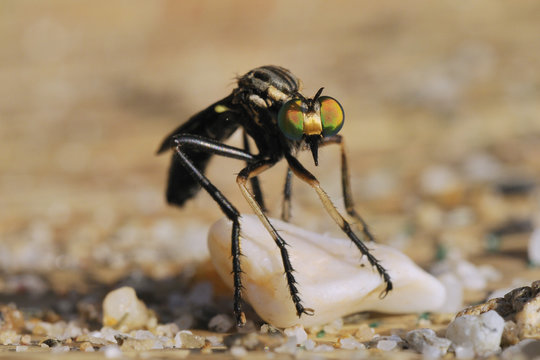 Robber fly (Saropogon sp.) hunting for aerial prey from a beach mat covered with sand and pebbles, Samos, Greece