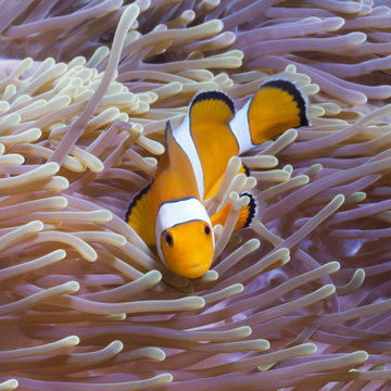 Western clown anemonefish (Amphiprion ocellaris) and sea anemone (Heteractis magnifica), Southern Thailand, Andaman Sea
