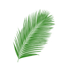 Obraz premium green leaves of palm tree isolated on white background
