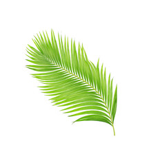 Obraz premium green leaves of palm tree isolated on white background