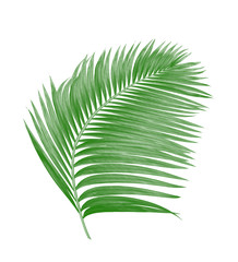 Obraz premium green leaves of palm tree isolated on white background