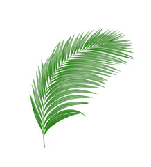green leaves of palm tree isolated on white background