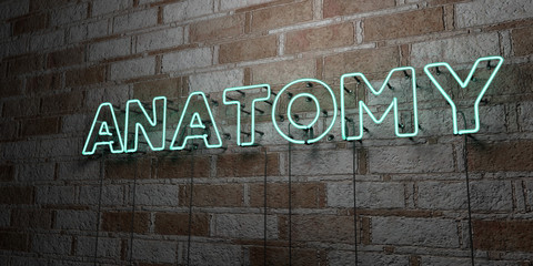 ANATOMY - Glowing Neon Sign on stonework wall - 3D rendered royalty free stock illustration.  Can be used for online banner ads and direct mailers..