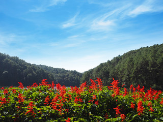 Red Salvia flower at Pang Oung, Lake in Mae Hong Son, Northen of