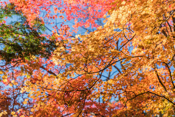 Japanese maple leaves,