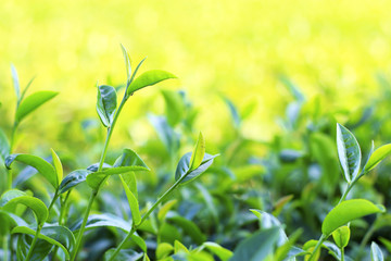 reen tea leaf in morning. over light and soft-focus in the background