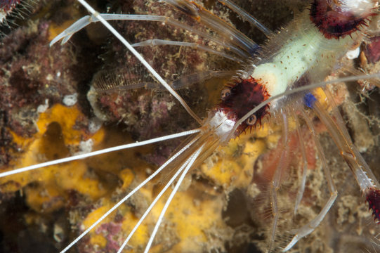 Cleaner shrimp (Stenopus hispidus), Sulawesi, Indonesia