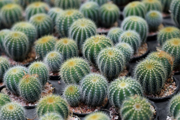 Group of Cactus with thorns in a pot, selective focus.