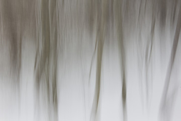 Obraz premium Abstract of trees in snow