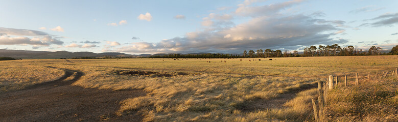 Farm pasture with beef cattle © Steve Lovegrove