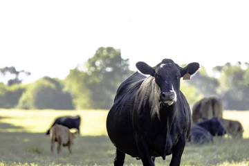 Tableaux ronds sur aluminium brossé Vache Angus crossbred cow in pasture