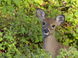 White-tailed deer in woods