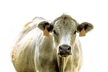 White cow facing forward - isolated