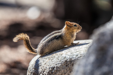 Yosemite chipmunk