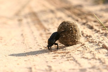 Dung beatle at work